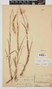 Image result for Diheteropogon amplectens