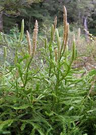 Image result for Lycopodium