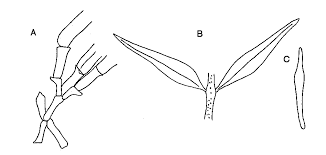 Image result for Dictyophleba lucida