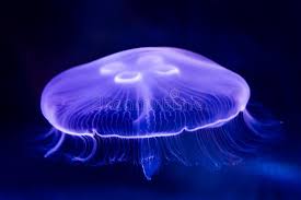 Closeup Of Beautiful Moon Jellyfish Aurelia Aurita Suspended In Water With A Ad Aurita Aurelia Water S Jellyfish Sting Jellyfish Jellyfish Images
