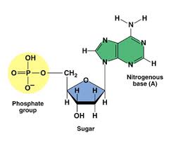 Purines and pyrimidines are the twocategories of nitrogenous bases. Identify The Three Subunits In Nucleic Acids Socratic
