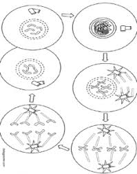 .cycle worksheet answer key students will use the process of science to generate and answer eukaryotes cell survival cell differentiation cell typically students practice by working through lots of sample problems and checking their answers against those provided by the etc and using dry cell. Mitosis Coloring