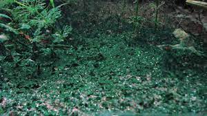 You need to literally rip off the hair algae from the rocks. Cyanobacteria Or Blue Green Algae In An Aquarium