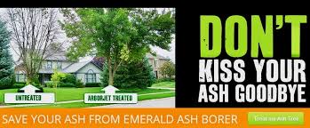 Emerald Ash Borer Andys Tree Services