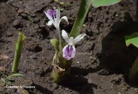 Image result for Siphonochilus brachystemon