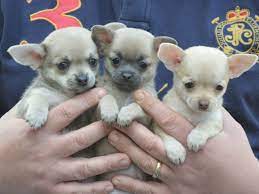 People on craigslist and other similar sites sometimes lie about the puppy's breed. Chihuahua Puppies For Sale Near Me Posts Facebook