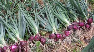 Dalam masakan indonesia, daun bawang bisa ditemukan misalnya dalam martabak telur, sebagai bagian dari sup, atau sebagai bumbu tabur seperti pada soto. Cara Menanam Daun Bawang Lengkap Kutanam