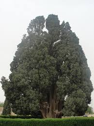 Southern africa (non native), but endemic to eastern australia) grand fir (abies grandis) 81.4 267 conifer in the glacier peak wilderness, washington, united states. 10 Oldest Trees In The World Updated 2019