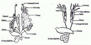 Explain Frog Female Reproductive System Qs Study