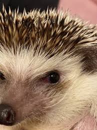 This year, the parc is proud to see our own dr. Arlington Pet Clinic 3131 Smokey Point Dr Suite 6 Arlington Wa Veterinarians Mapquest
