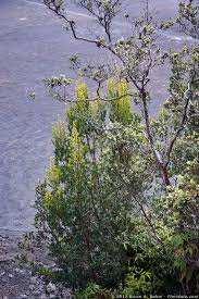 Image result for Myrsinaceae