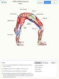 Urdhva Dhanurasana Anatomy Yoga Anatomy Yoga Muscles Yoga Asanas