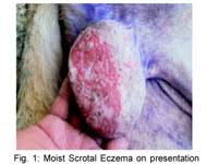 Image result for scrotum dog skin peeling