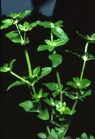 Image result for Spermacoce mauritiana