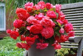 Begonia Pink Flamingo Begonia Tuber Annual Flowers Flower Pots Fragrant Flowers