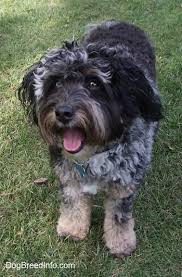 Thinking of adopting an australian shepherd poodle mix? Aussiedoodle Dog Breed Information And Pictures