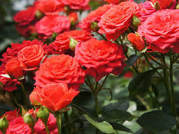 The best nutrients for cannabis are, in fact, the nutrients which the plant uses to support growth. How To Grow Roses