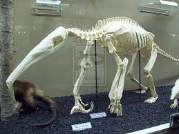 Moo Giant Anteater By Xenothere On Deviantart Animal Bones Animal Skeletons Human Skeleton Anatomy