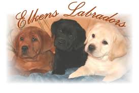 Labrador puppies for sale in california under 200. Droll Yellow Lab Mix Puppies L2sanpiero