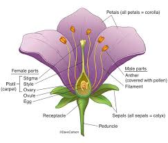 The reproductive parts of a flower are actually the most important parts of a flower. Botany Life Science Biomedical Carlson Stock Art Flower Structure Biology Plants Botany Lessons