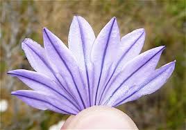 Image result for Triceratella