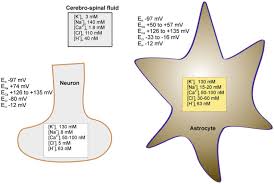 Link baca charlie wade bab 3230 dan charlie wade bab 3231 egi juni 22, 2021 hallo sobat spektekno.com ketemu lagi nih sama admin yang kece dan selalu bikin bahagia kalian…. Physiology Of Astroglia Abstract Europe Pmc