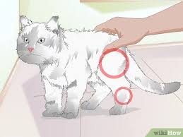 It is also one of the deadliest diseases in the unvaccinated cat population. How To Vaccinate A Cat 13 Steps With Pictures Wikihow Pet