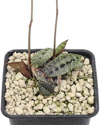 Image result for Oeceoclades