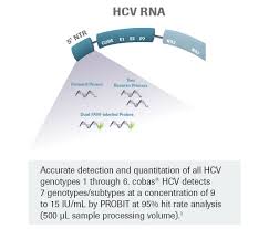 Hepatitis c can be acute or chronic: Cobas Hcv Test
