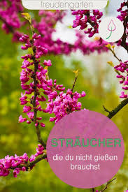 Sonne und wenig wasser, mehr braucht die beerenmalve nicht. Straucher Die Du Nicht Zu Giessen Brauchst Straucher Garten Pflegeleichter Garten Pflanzen