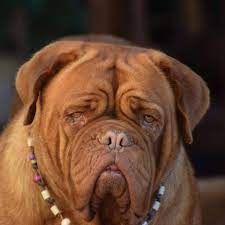 A pedigreed animal of unmixed lineage. Bordeauxdogge Co Sucht Couch Home Facebook