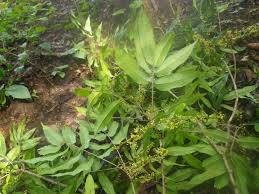 Image result for Stadmannia oppositifolia