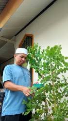 Ternyata, daun bidara yang berasal dari varietas unggul dapat dimakan dalam keadaan segar. Daun Bidara Bisa Menyehatkan Dan Mengusir Jin Banjarmasin Post