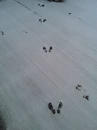No need to register, buy now! Rabbit Tracks In The Snow On Our Deck Rabbit Tracks Winter Animals Rabbit