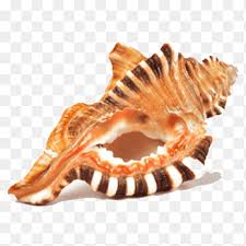 Place idols preferably made up of brass in pooja room. Ganesha Shankha Dakshinavarti Shankh Lakshmi Conch Ganesha Puja Religion Png Pngegg