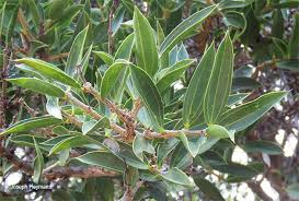 Image result for Strychnos pungens