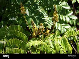 Image result for Tara spinosa