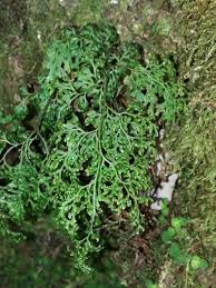 Image result for Hermannia grandistipula