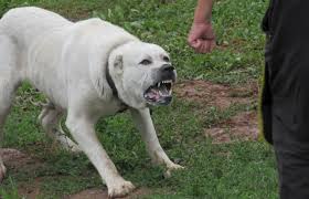 Однако не у всех получится стать владельцем этой породы. Etot Opasnyj Alabaj Yuzhnaya Osetiya