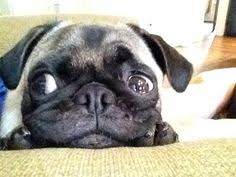 Pug Day Dreamer Cute Pugs Pug Love Pugs