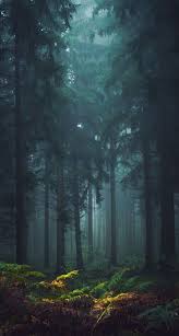 Green spring garden in the forest. Misty Forest Wallpapers 4k Hd Misty Forest Backgrounds On Wallpaperbat
