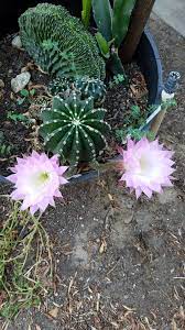 Maybe you would like to learn more about one of these? Rainbow Burst Cactus Blooming Low Water Plants Plants Cacti And Succulents