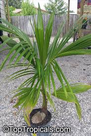 Image result for Cocos nucifera
