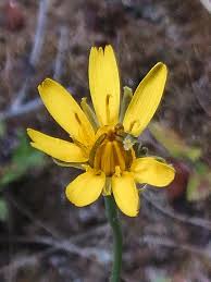Image result for Hypochaeris radicata