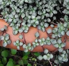 Pilea peperomioides (/paɪˈliːə pɛpəˌroʊmiˈɔɪdiːz/), the chinese money plant or missionary plant, is a species of flowering plant in the nettle family urticaceae. Popular Houseplant Undergoing An Identity Crisis Laidback Gardener