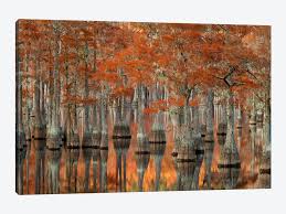 Check spelling or type a new query. Mill Pond Cypress Trees And Their Reflections Joanne Wells Icanvas