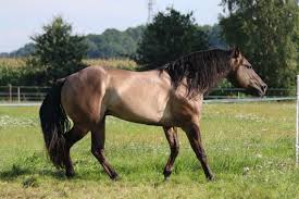 Mustangs sind wild in nordamerika lebende pferde. Falbe Kaufen Oder Inserieren Bei Deinetierwelt