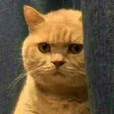 mr x when you get nemesis into a safe room 2020 komik hayvan fotograflari sevimli hayvan yavrulari komik kedi resimleri