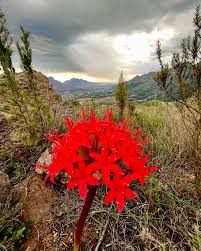 Image result for Brunsvigia