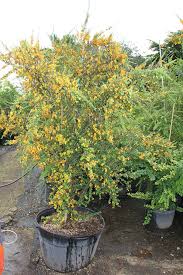 Image result for Brya